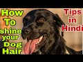 How to shine your dog hair fastely tips in Hindi please watch this video