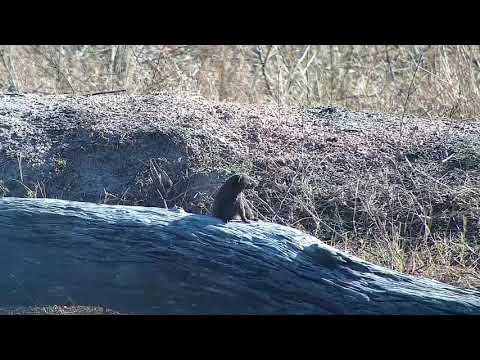 Djuma: Dwarf Mongoose-then two Slender Mongoose - 07:40 - 09/12/21