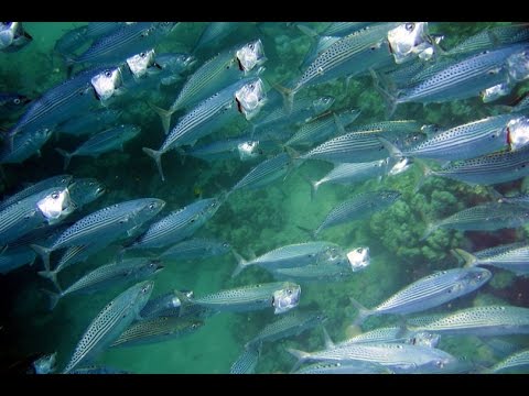 Mackerel feeding frenzy