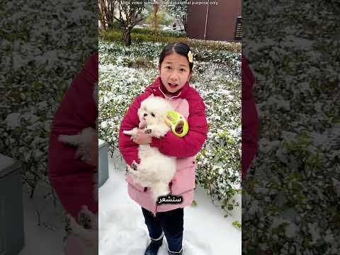 قطة تائهة في الثلج