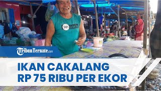 Terkini, Harga Ikan Cakalang di Halmahera Selatan Capai Rp 75 Ribu per Ekor
