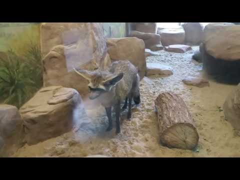 Puck and the Bat-Eared Fox