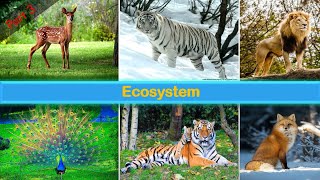 Ecosystem | ICSE Part 3 | Class 8 | Food Chain and Food Web