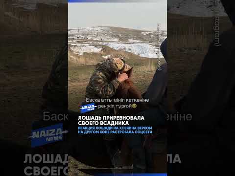 Реакция лошади на хозяина верхом на другом коне растрогала пользователей сети