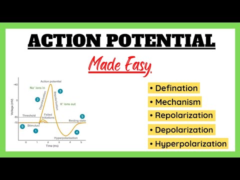 Action Potential, Depolarization, Repolarization, Refractory Period, Physiology Made Easy