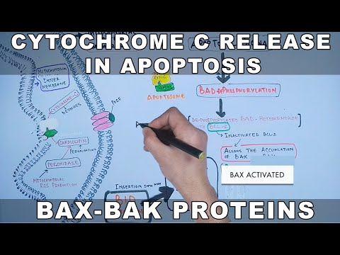 Mechanism of Cytochrome C Release from Mitochondria