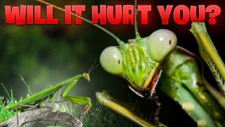 Are Praying Mantis Dangerous?