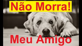 Cão o melhor amigo do homem.