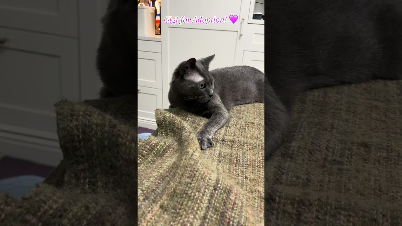 Enlarge Gigi, a Adoptable mixed breed in Manhattan, NY video 5/5