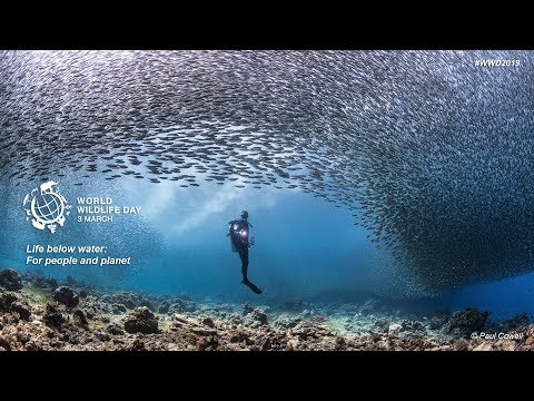 World Wildlife Day 2019 - Life below water: for people and planet