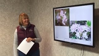 Surprising Native Shrubs and Trees