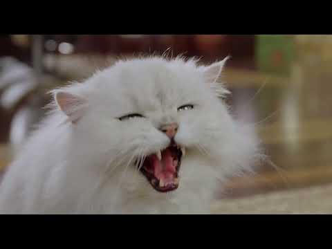 Stuart Little 2 trailer still — Stuart and Snowbell race through New York on a mission