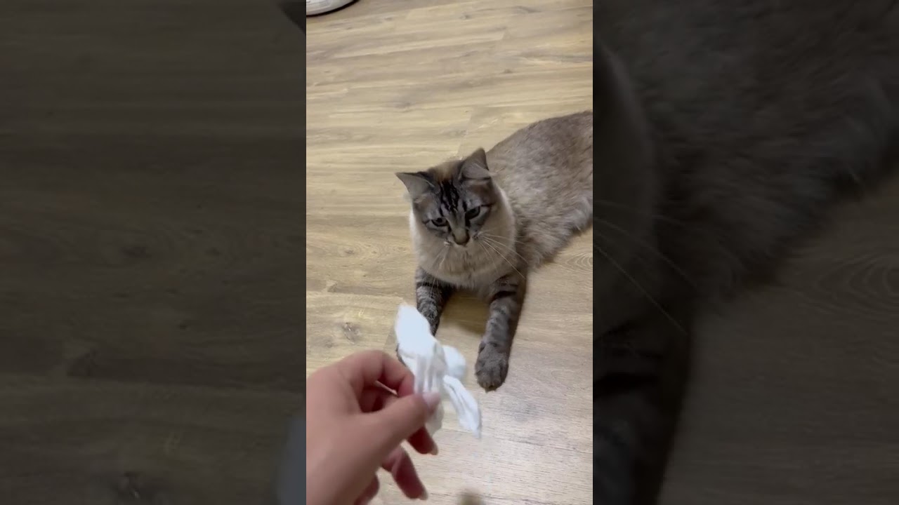 Gato raça SRD-ViraLata idade 6 ou mais anos nome Benedito