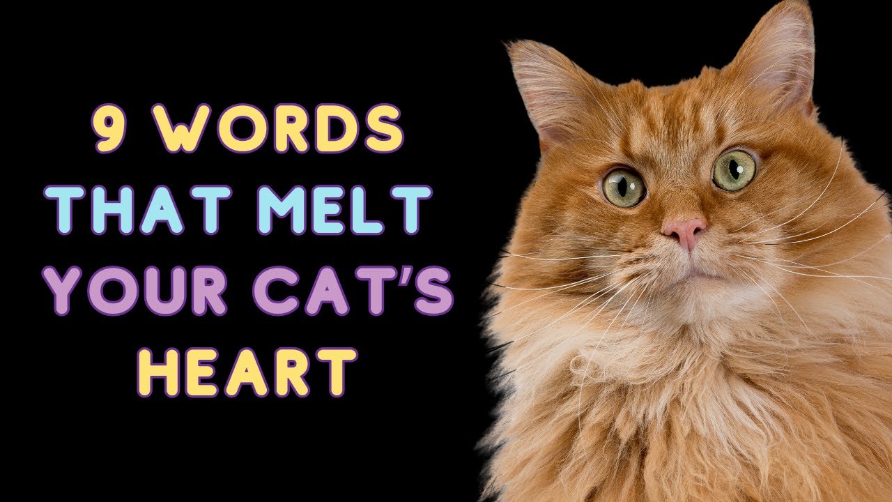 9 WORDS That TOUCH Your Cat’s HEART ❤️  What Your Cat Needs to Hear