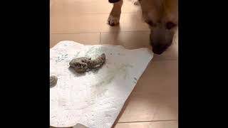 My dog eats cat poop!