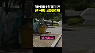 해외에서 화제가 된 한국의 괴생명체