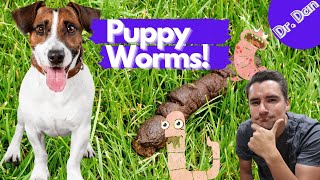 Intestinal worms in puppies!  How to diagnose and treat roundworms in the puppy.