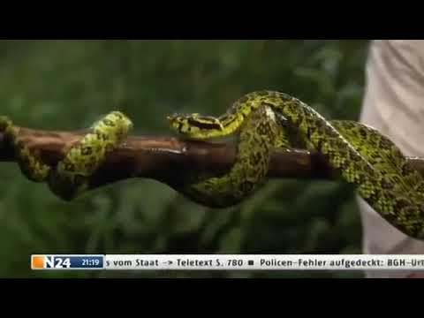 Geniale Gifte   Tödliche Waffen der Tiere   Doku