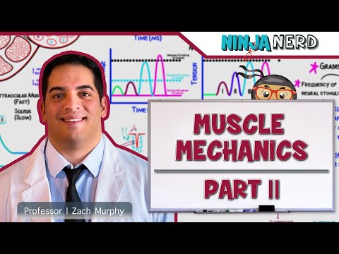 Musculoskeletal System | Muscle Mechanics | Multiple Motor Unit Summation