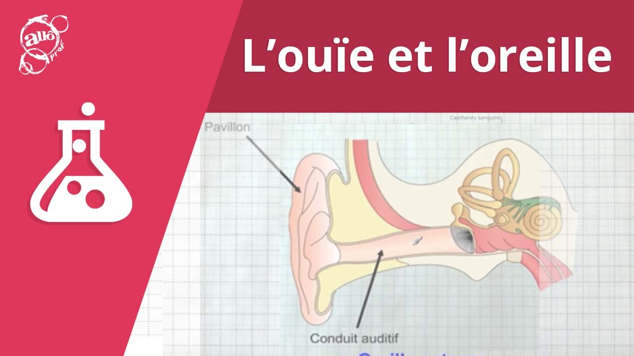L'ouïe et l'oreille | Alloprof