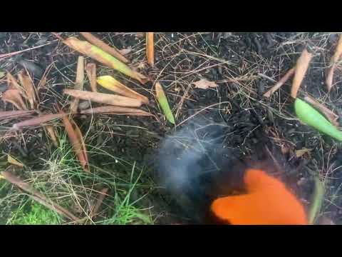 BurrowRX Handling Mole Infestation in Shrewsbury, NJ