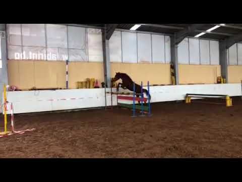 Trakehner stallion Edelmann by Prince Patmos x Preussenprinz - 2 yo- 24.03.2018
