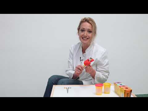 EVK Köln Weyertal Die Nebensschilddrüsen mit Priv.-Doz. Dr. med. Costanza Chiapponi