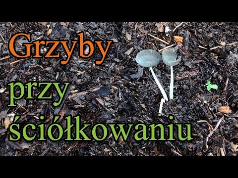 Ogrodowe pierdamony 27 - grzyby przy ściółkowaniu