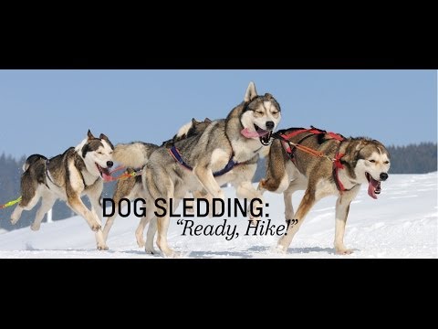 Dog Sled Saga Android