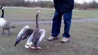 preview picture of video 'My dad feeding a Greylag Goose. Filmed with Toshiba Camelio H20 at HD 720'