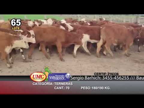 Lote 70 Terneras en Villaguay, Entre Ríos