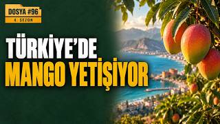 Türkiye'de Mango Yetişiyor: Alanya'nın Tropikal Dönüşümü ve Suyun Hesabı