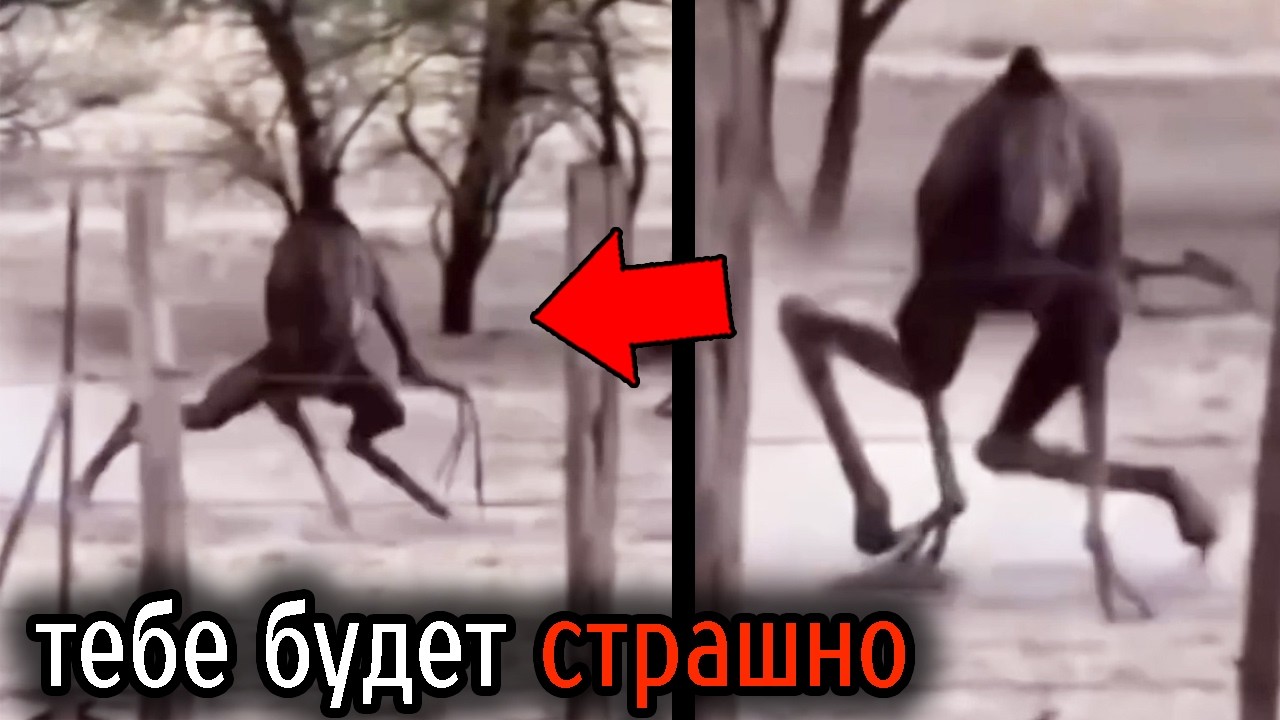 Самые Ужасные Видео со Всего Мира #135