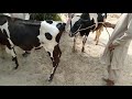 How To Get New Bull And Cow Meeting First Time Done Natively In Bull And Cow Meeting May