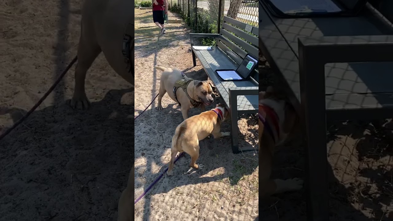 Enlarge Sky, a Adoptable mixed breed in Tampa, FL video 4/4
