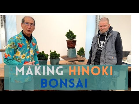 Different ways to Bonsai Hinoki