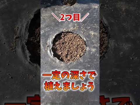 室内で苗を植え始める時期はいつですか?美しい野菜をどうやって食べるか？  庭園