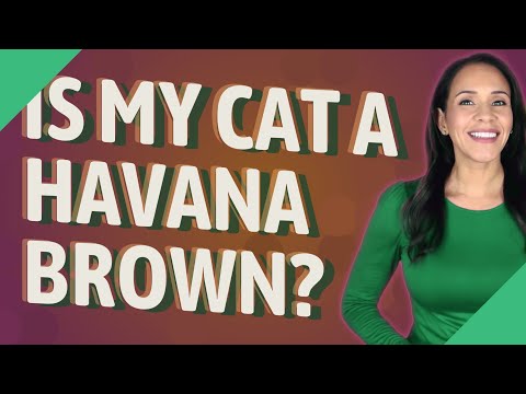 Is my cat a Havana Brown?