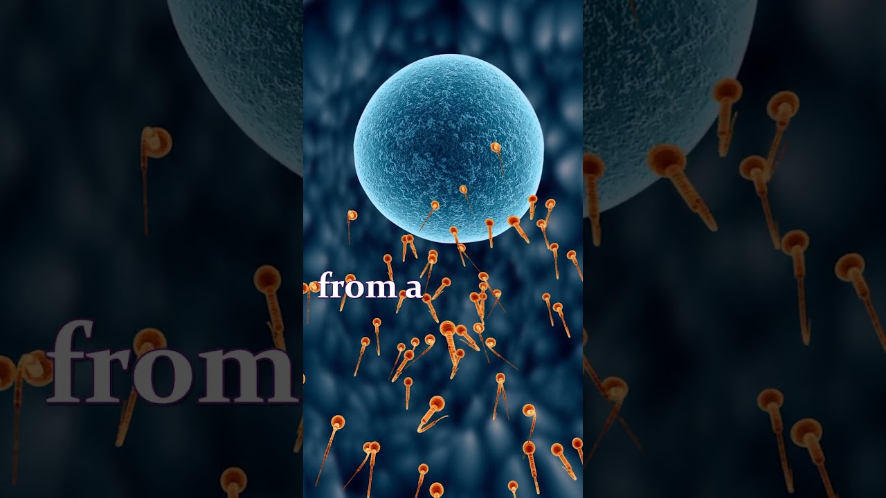 Understanding Miscarriages: The Role of Chromosomal Abnormalities in Embryos