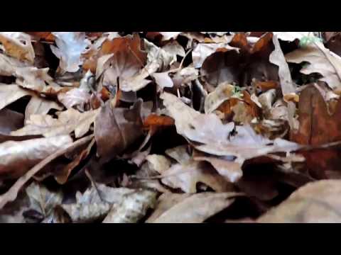 Wolf Hoffmann - In the Hall of the Mountain King