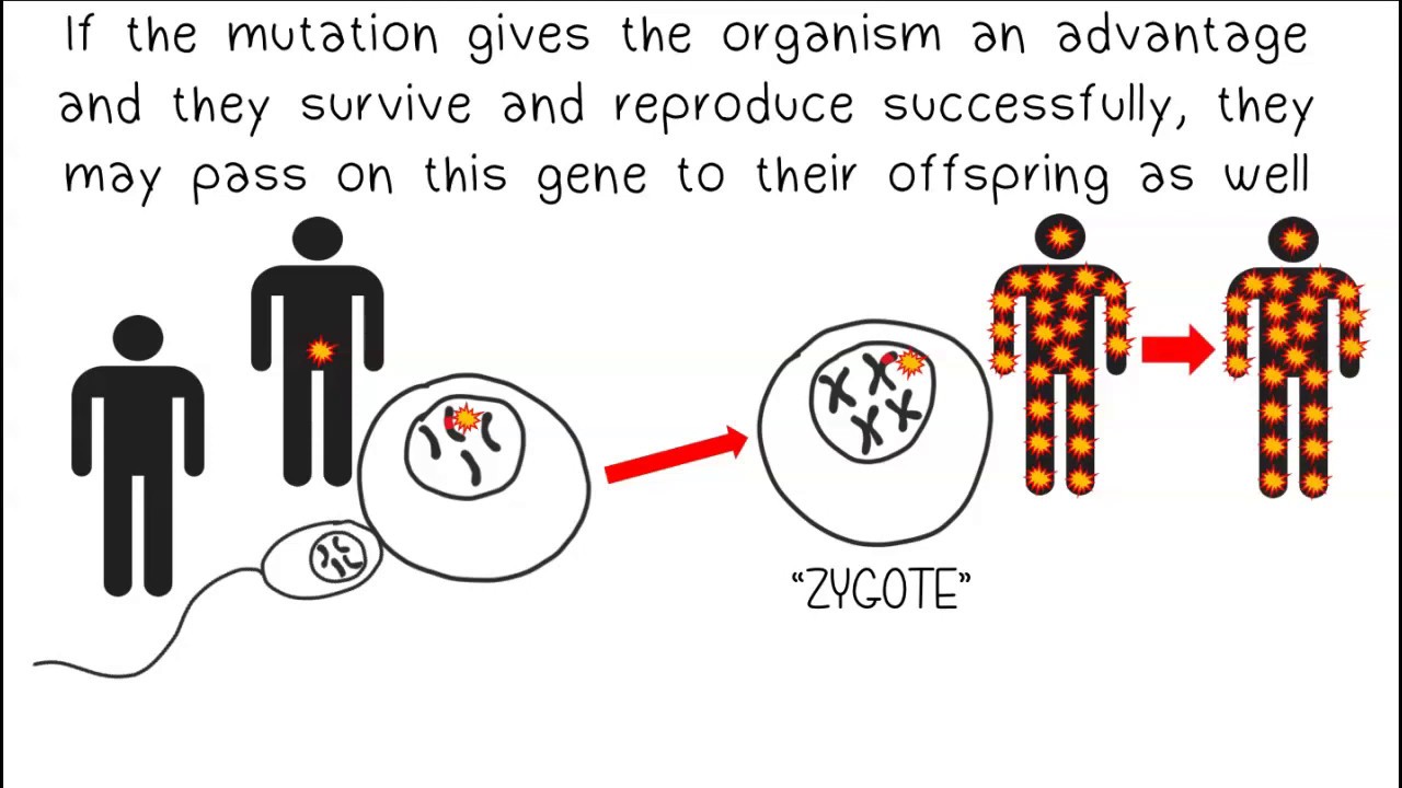 Mutations and Evolution