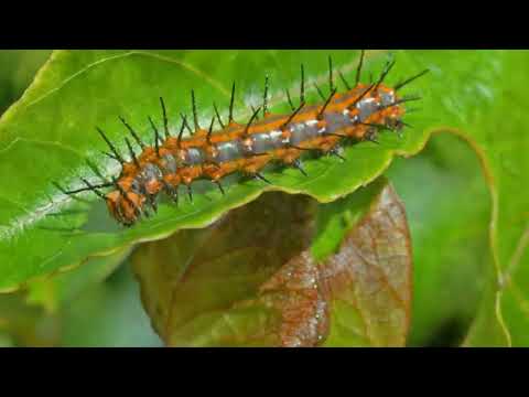 Hawaiian Gulf Fritillary butterflies