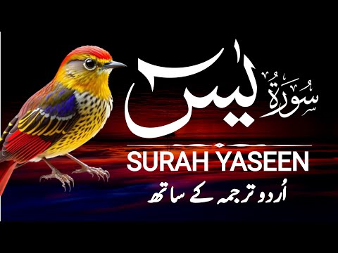 Surah Yaseen Urdu Tarjuma ke Sath || Episode 341