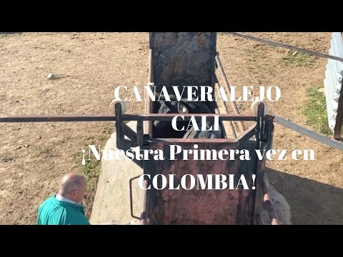 😱🛑IMAGÍNATE Pruebas Veterinarias TOROS DE LIDIA CAÑAVERALEJO,CALI¡Nuestra Primera vez en COLOMBIA!