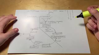 Ciclo dell'urea semplificato | Biochimica
