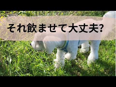 犬における駆虫薬の副作用
