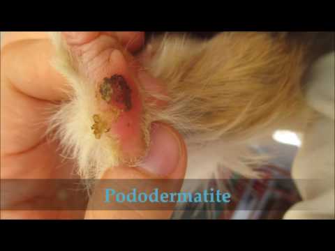 Maschera per carbonato di sodio di capelli di uovo Natura siberica una maschera per tutti i tipi di capelli bacche imperiali