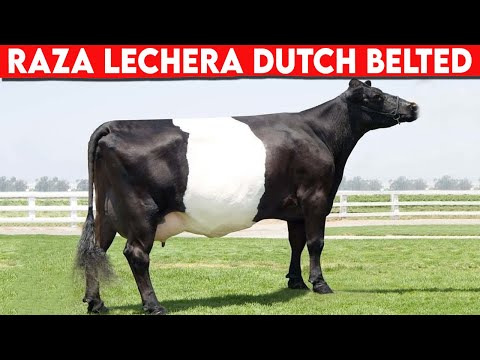 , title : '🔴 Raza De Ganado DUTCH BELTED Lechero  Ventajas y Desventajas ✅  Vacas Lecheras DUTCH BELTED //'