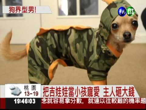 最時髦吉娃娃 1500件衣服伺候