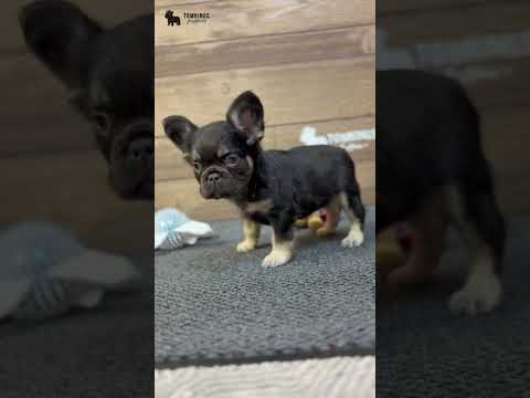 Video 3
